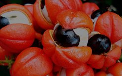 Guaraná